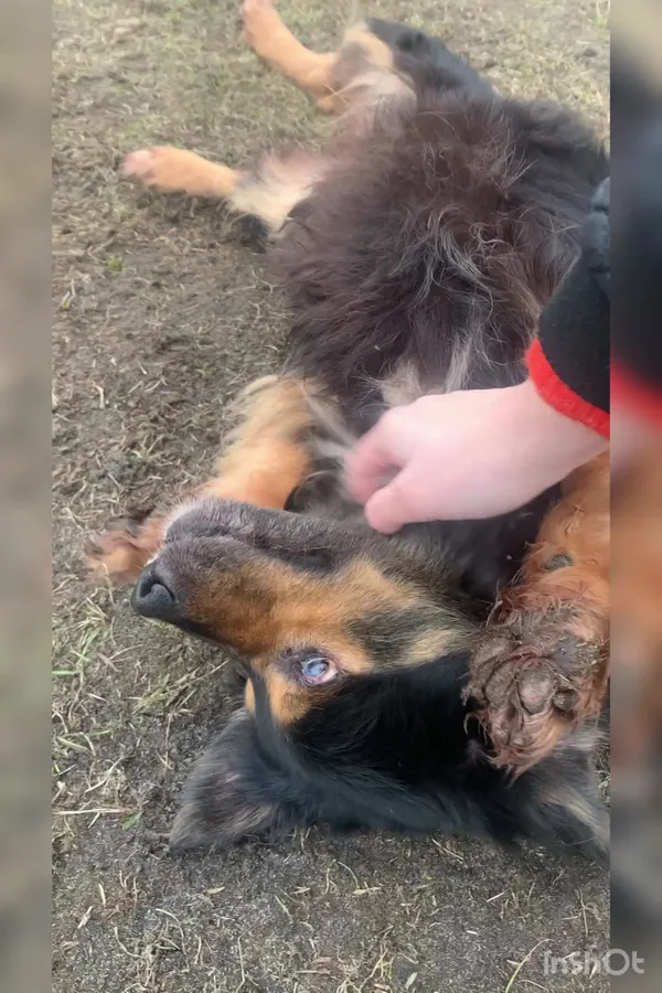 Pies do adopcji, Włocławek, 24 grudnia 2023 (3/5)