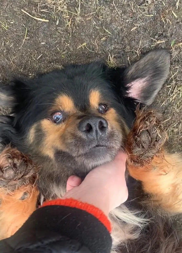 Pies do adopcji, Włocławek, 24 grudnia 2023 (5/5)