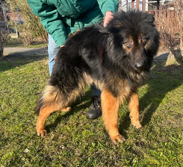 Pies do adopcji, Włocławek, 23 lutego 2024 (3/5)