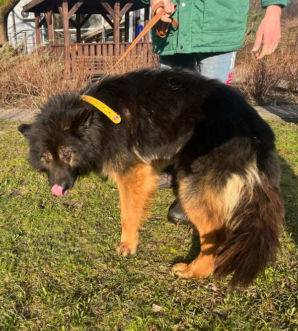 Pies do adopcji, Włocławek, 23 lutego 2024 (4/5)