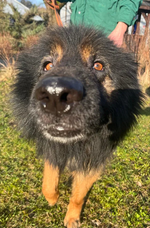 Pies do adopcji, Włocławek, 23 lutego 2024 (5/5)