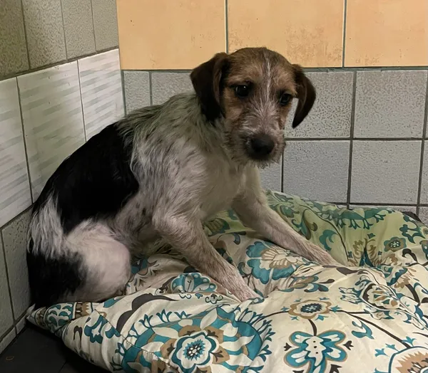 Pies do adopcji, Włocławek, 11 marca 2024