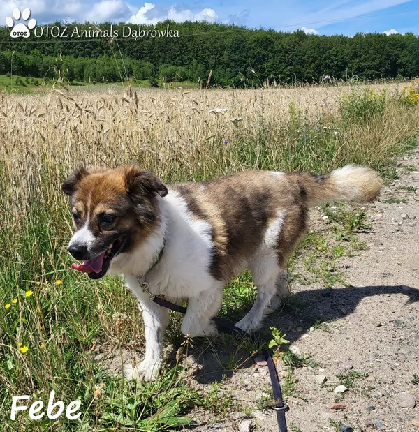 Pies do adopcji, Dąbrówka, 17 sierpnia 2022 (1/5)