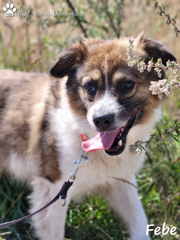 Pies do adopcji, Dąbrówka, 17 sierpnia 2022 (2/5)
