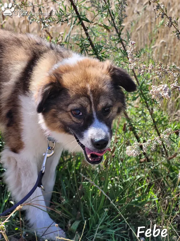 Pies do adopcji, Dąbrówka, 17 sierpnia 2022 (3/5)