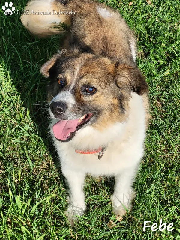 Pies do adopcji, Dąbrówka, 17 sierpnia 2022 (4/5)