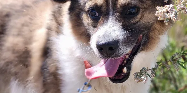 Pies do adopcji, Dąbrówka, 17 sierpnia 2022 (5/5)