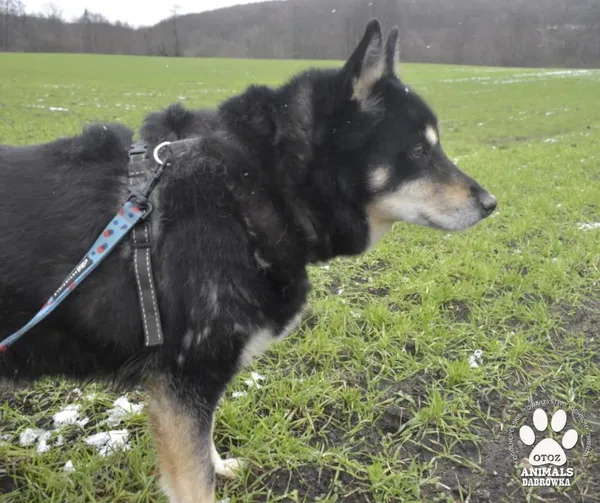 Pies do adopcji, Dąbrówka, 10 stycznia 2022 (2/3)