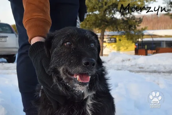 Pies do adopcji, Dąbrówka, 23 lutego 2022 (1/3)
