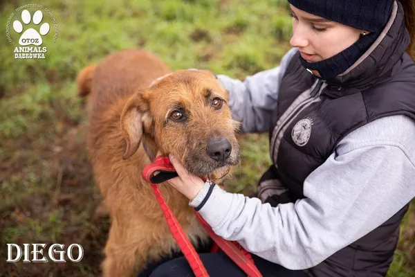 Pies do adopcji, Dąbrówka, 3 marca 2022 (1/3)