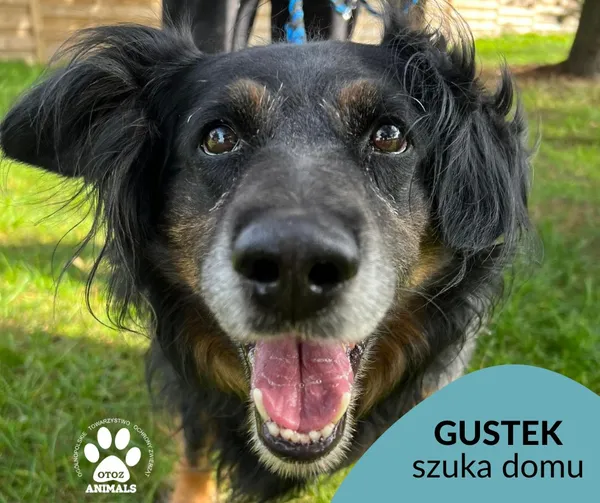 Pies do adopcji, Dąbrówka, 22 października 2022 (1/3)