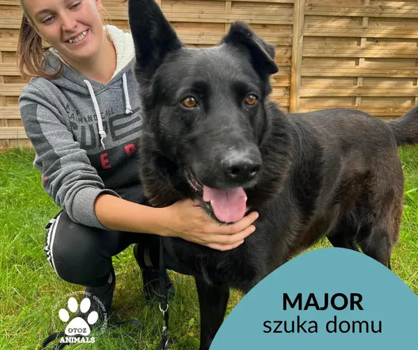 Pies do adopcji, Dąbrówka, 22 października 2022 (2/2)