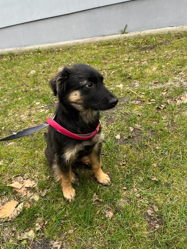 Pies do adopcji, Włocławek, 14 marca 2024 (2/5)