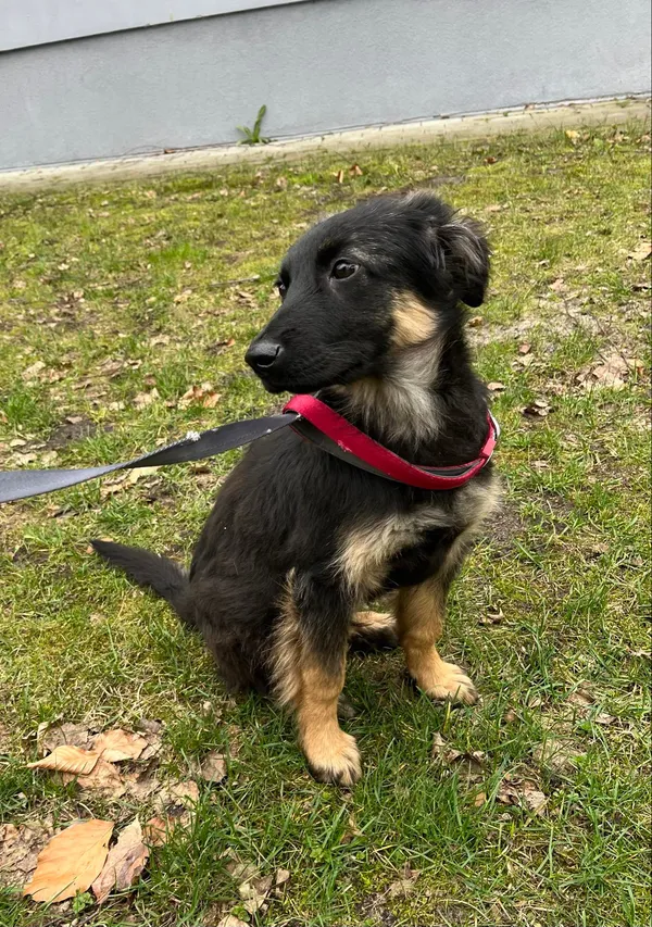 Pies do adopcji, Włocławek, 14 marca 2024 (3/5)