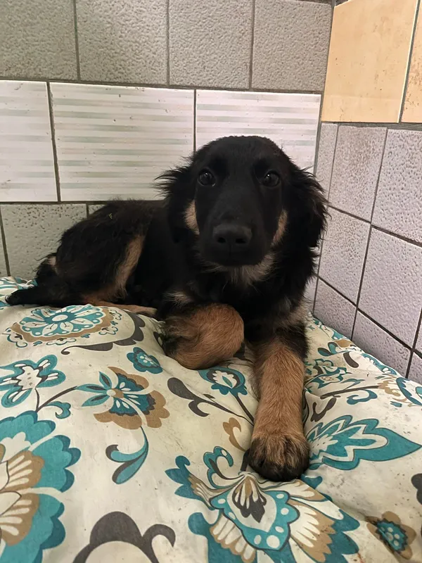 Pies do adopcji, Włocławek, 14 marca 2024 (4/5)