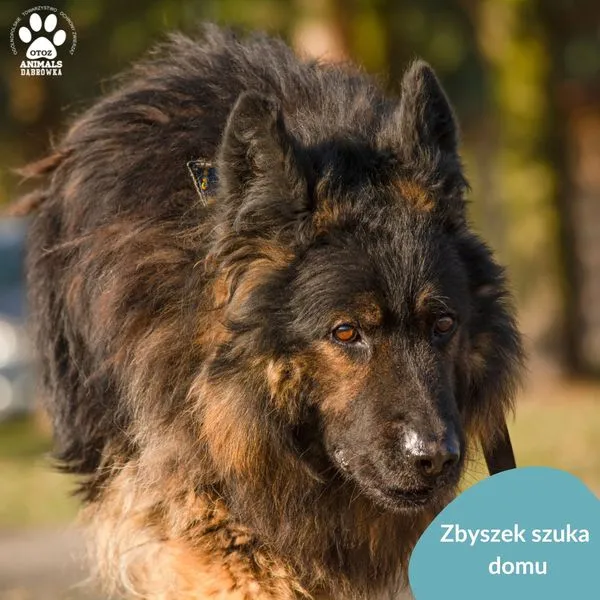 Pies do adopcji, Dąbrówka, 13 marca 2024 (4/5)