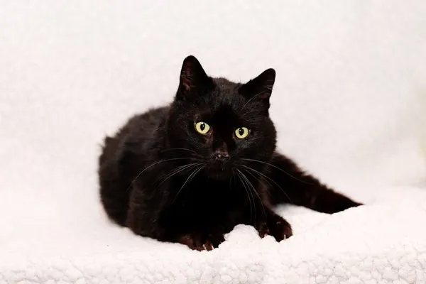 Kot do adopcji, Elbląg, 21 lutego 2024 (1/3)