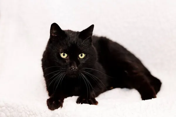 Kot do adopcji, Elbląg, 21 lutego 2024 (3/3)