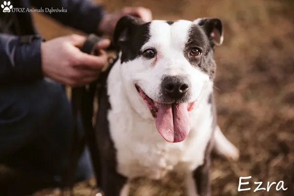 Pies do adopcji, Dąbrówka, 7 marca 2022 (1/5)
