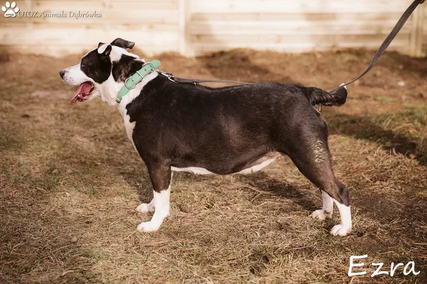 Pies do adopcji, Dąbrówka, 7 marca 2022 (3/5)