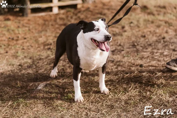 Pies do adopcji, Dąbrówka, 7 marca 2022 (4/5)