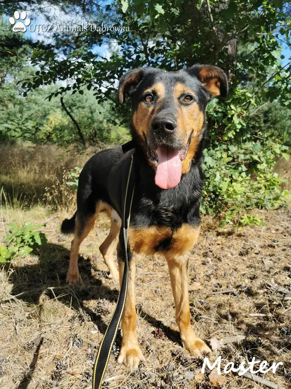 Pies do adopcji, Dąbrówka, 17 sierpnia 2022 (1/5)