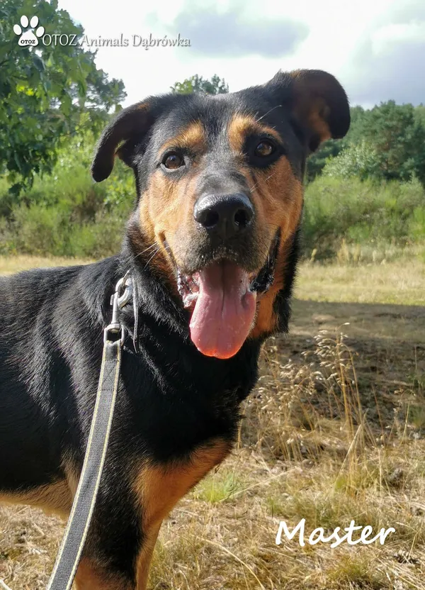 Pies do adopcji, Dąbrówka, 17 sierpnia 2022 (2/5)