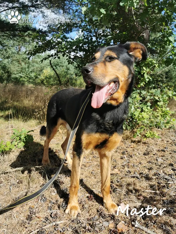 Pies do adopcji, Dąbrówka, 17 sierpnia 2022 (3/5)
