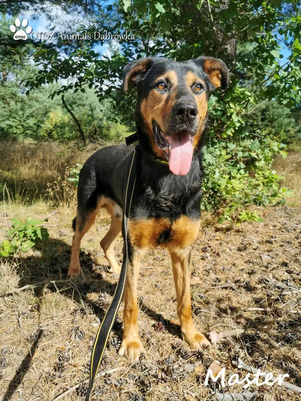 Pies do adopcji, Dąbrówka, 17 sierpnia 2022 (4/5)