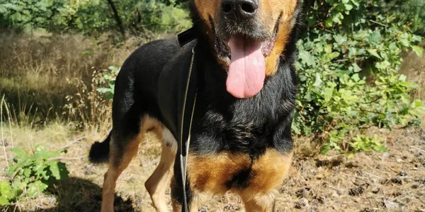 Pies do adopcji, Dąbrówka, 17 sierpnia 2022 (5/5)