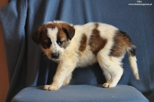 Pies do adopcji, Nowy Dwór Mazowiecki, 14 marca 2024 (2/3)