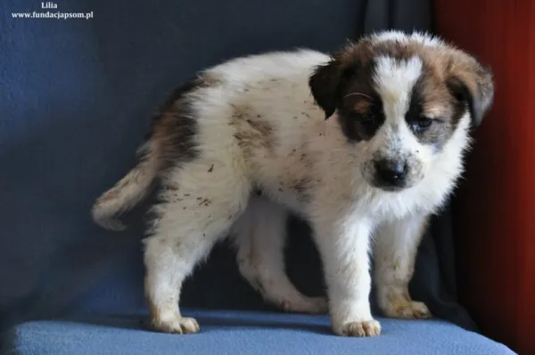 Pies do adopcji, Nowy Dwór Mazowiecki, 14 marca 2024 (3/3)