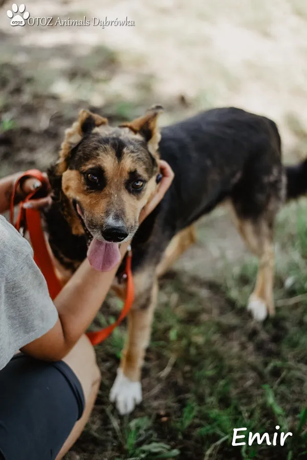 Pies do adopcji, Dąbrówka, 3 sierpnia 2022 (3/5)