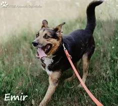 Pies do adopcji, Dąbrówka, 3 sierpnia 2022 (4/5)