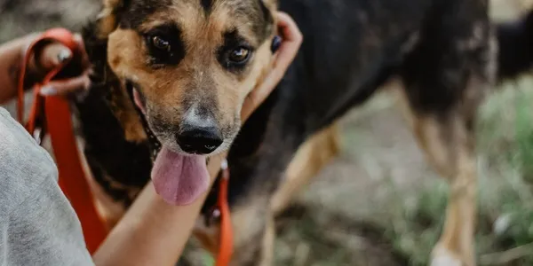 Pies do adopcji, Dąbrówka, 3 sierpnia 2022 (5/5)