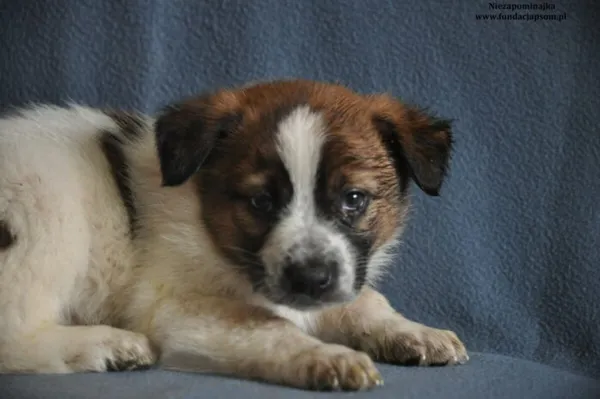 Pies do adopcji, Nowy Dwór Mazowiecki, 14 marca 2024 (1/4)