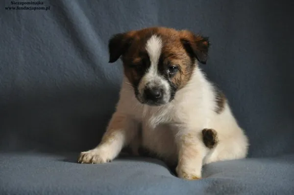 Pies do adopcji, Nowy Dwór Mazowiecki, 14 marca 2024 (2/4)