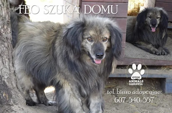 Pies do adopcji, Dąbrówka, 28 września 2021 (1/2)