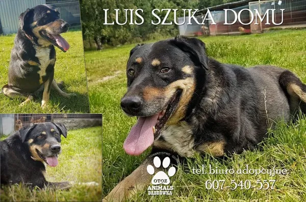 Pies do adopcji, Dąbrówka, 28 września 2021 (1/2)