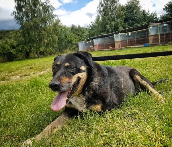 Pies do adopcji, Dąbrówka, 28 września 2021 (2/2)