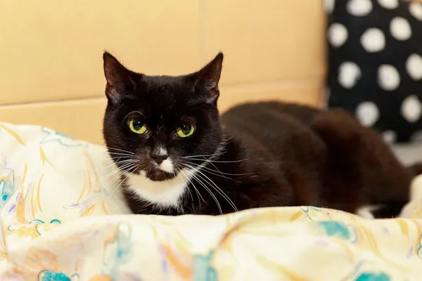 Kot do adopcji, Elbląg, 2 listopada 2023 (1/3)