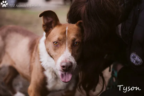 Pies do adopcji, Dąbrówka, 14 marca 2022 (1/5)