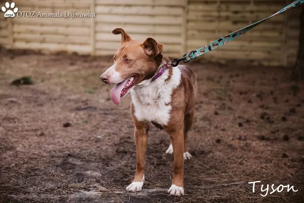 Pies do adopcji, Dąbrówka, 14 marca 2022 (2/5)