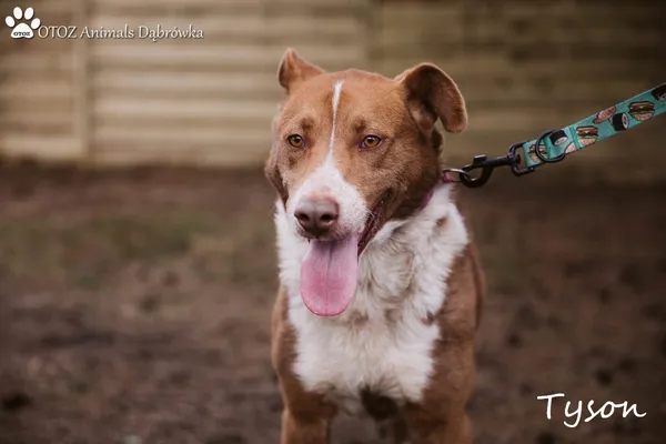 Pies do adopcji, Dąbrówka, 14 marca 2022 (3/5)