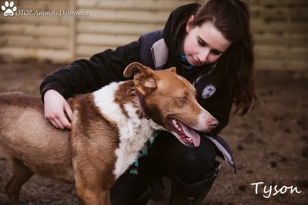 Pies do adopcji, Dąbrówka, 14 marca 2022 (4/5)