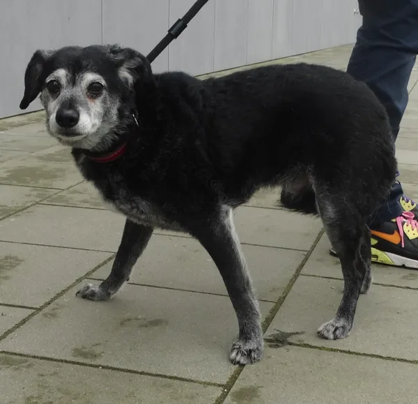 Znaleziono psa, Szczecin, 14 marca 2024 (1/2)