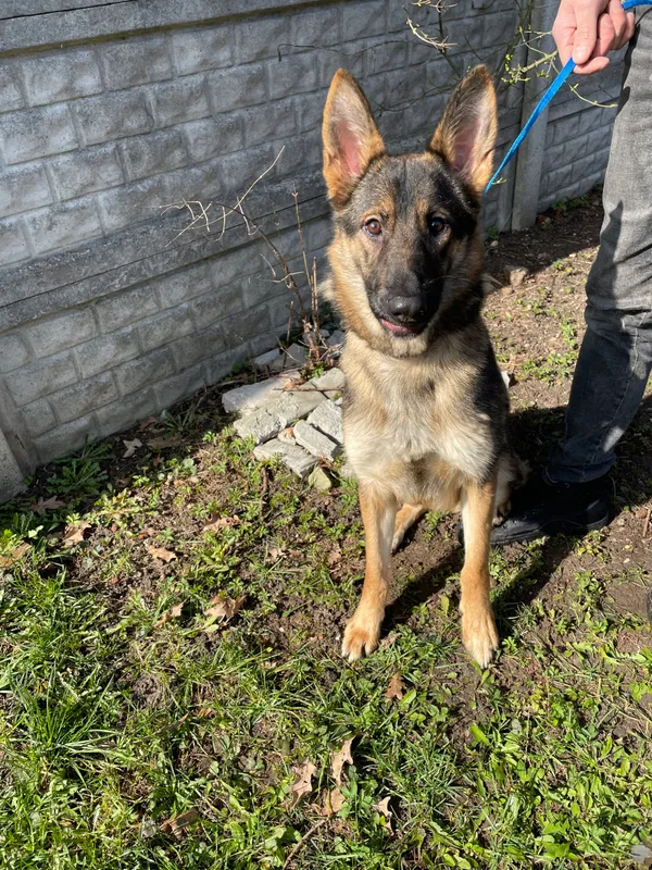 Pies do adopcji, Kielce, 14 marca 2024