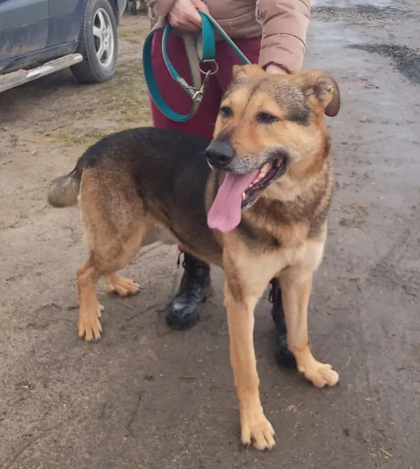 Pies do adopcji, Przyborówko, 6 października 2025 (2/5)