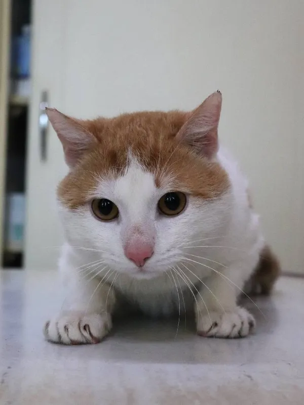 Znaleziono kota, Łódź, 13 marca 2024 (1/5)