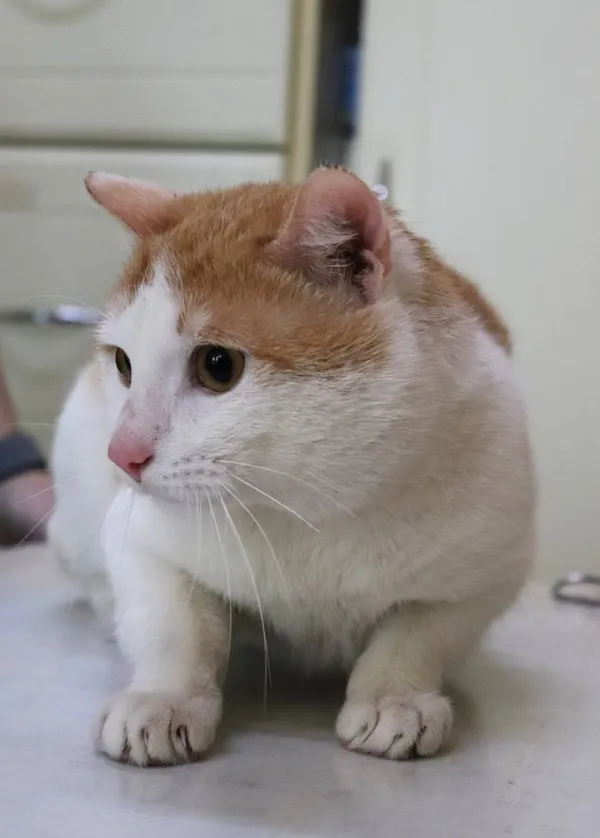 Znaleziono kota, Łódź, 13 marca 2024 (2/5)